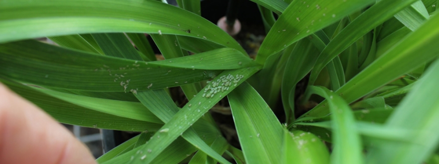 plant insects