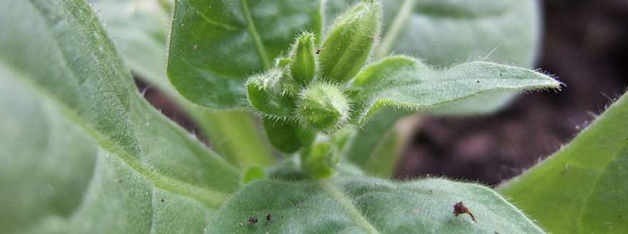 tobacco flower